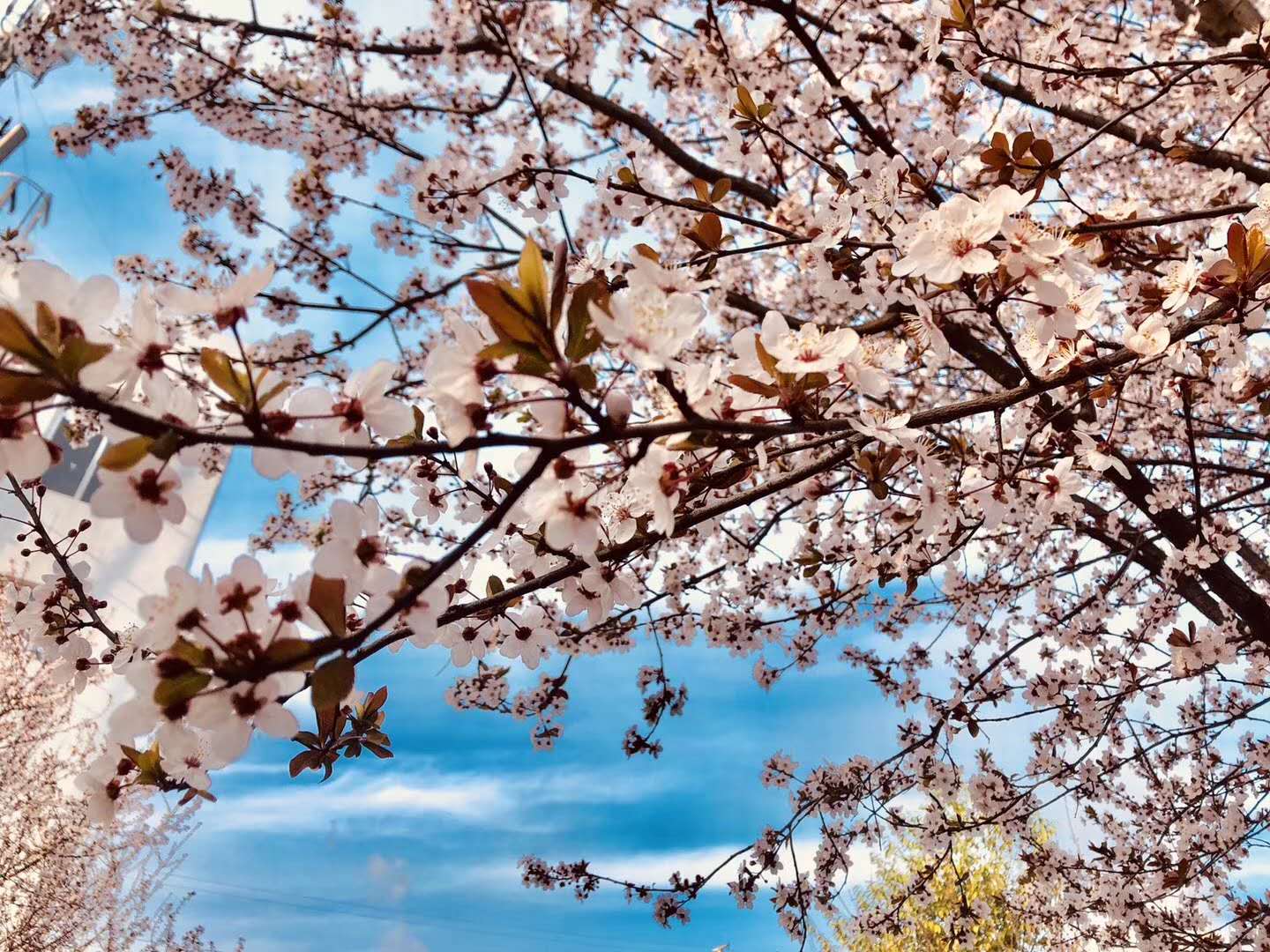 【鋼城文苑】你見(jiàn)過(guò)這么美的鋼廠嗎? 【鋼城文苑】你見(jiàn)過(guò)這么美的鋼廠嗎?