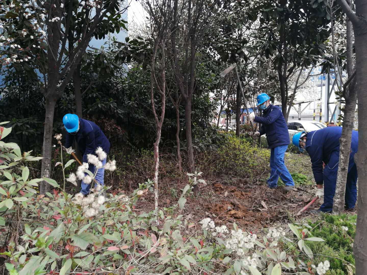 【美麗漢鋼】公司春季綠化美化工作開(kāi)展如火如荼 【美麗漢鋼】公司春季綠化美化工作開(kāi)展如火如荼