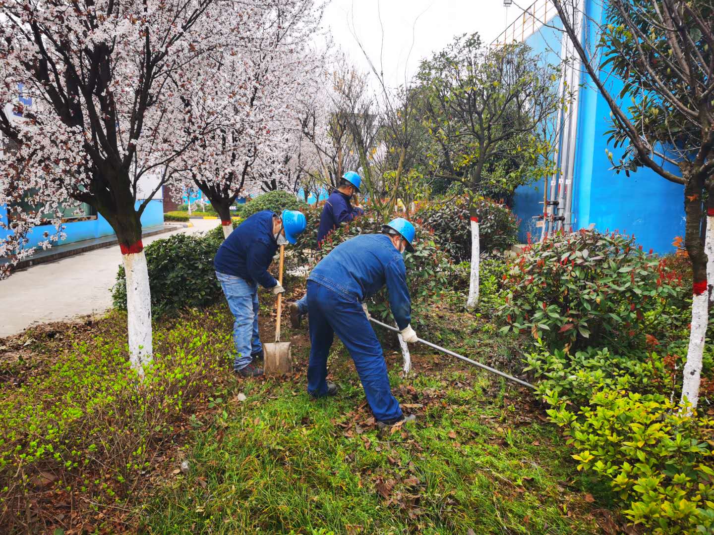 【美麗漢鋼】公司春季綠化美化工作開(kāi)展如火如荼 【美麗漢鋼】公司春季綠化美化工作開(kāi)展如火如荼