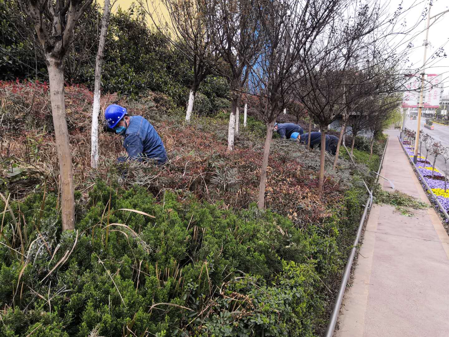 【美麗漢鋼】公司春季綠化美化工作開(kāi)展如火如荼 【美麗漢鋼】公司春季綠化美化工作開(kāi)展如火如荼