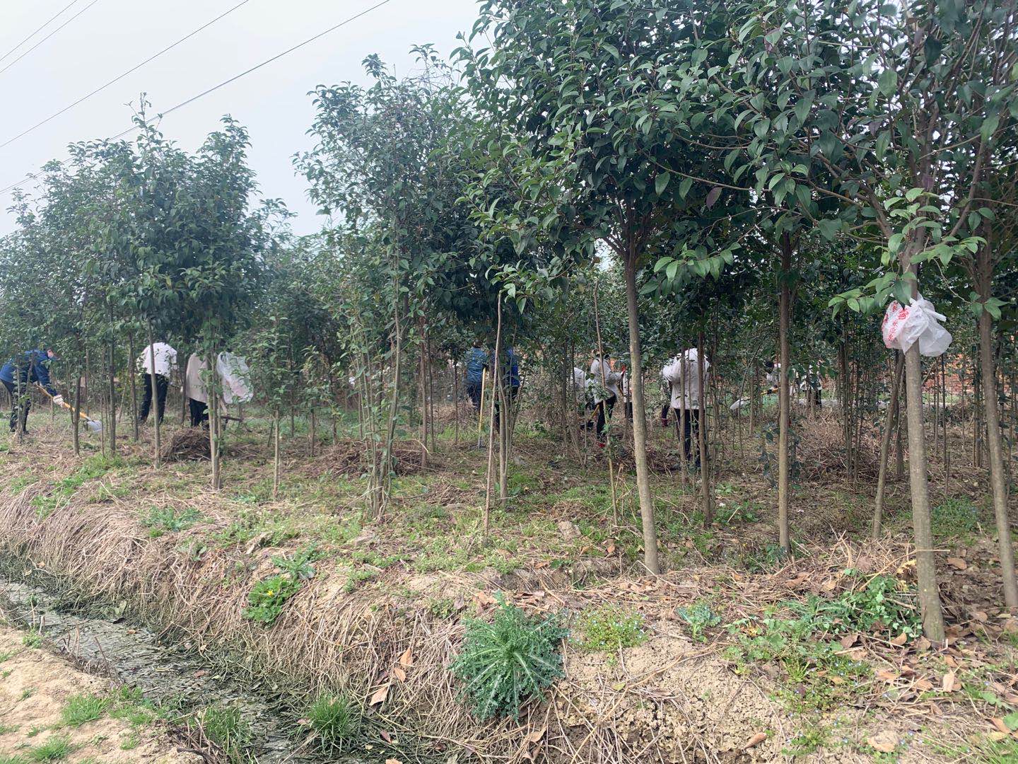 【美麗漢鋼】公司春季綠化美化工作開(kāi)展如火如荼 【美麗漢鋼】公司春季綠化美化工作開(kāi)展如火如荼