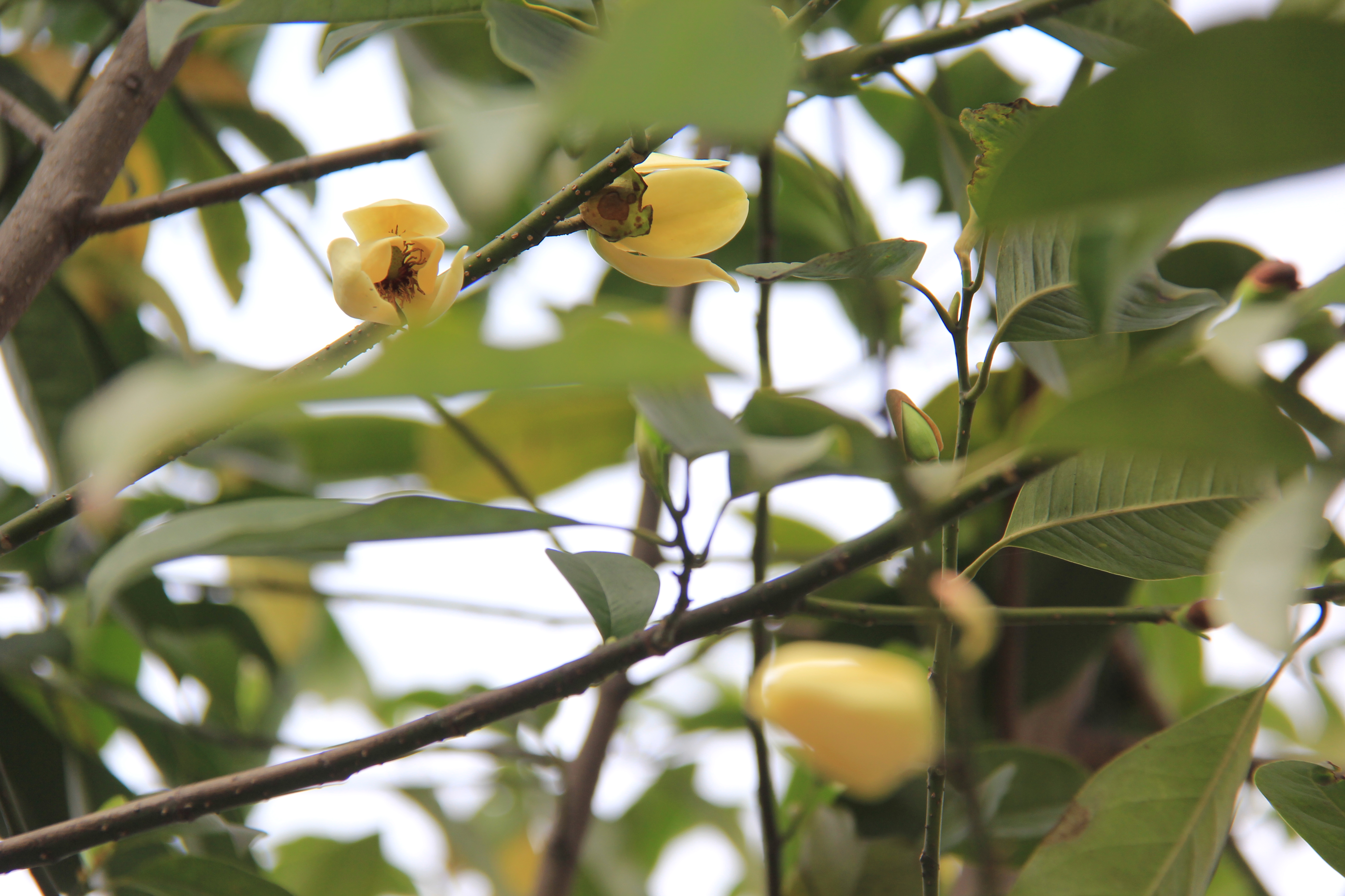 【美麗漢鋼】漢鋼踏春賞花圖鑒 【美麗漢鋼】漢鋼踏春賞花圖鑒