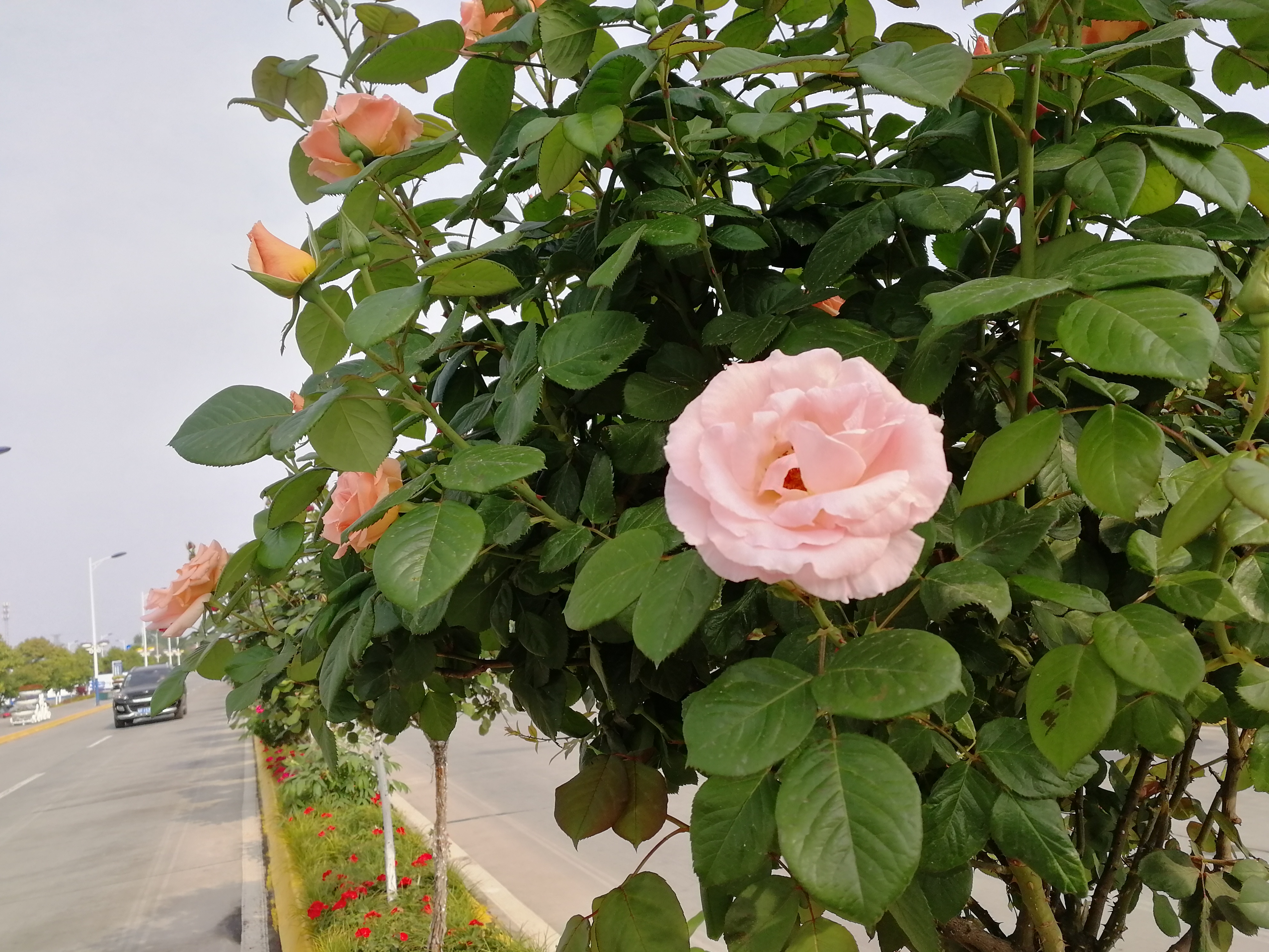 【美麗漢鋼】賞高桿月季,來美麗漢鋼 【美麗漢鋼】賞高桿月季,來美麗漢鋼