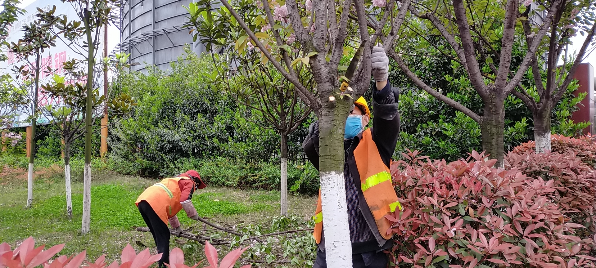 【美麗漢鋼】公司多措并舉 做好春季綠化苗木養(yǎng)護(hù)工作 【美麗漢鋼】公司多措并舉 做好春季綠化苗木養(yǎng)護(hù)工作