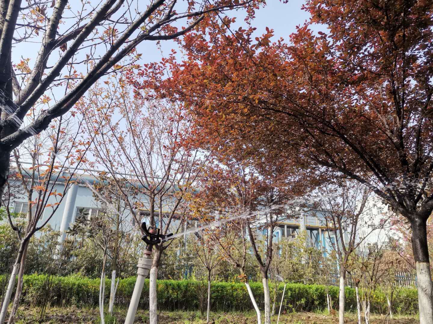 【美麗漢鋼】公司多措并舉 做好春季綠化苗木養(yǎng)護(hù)工作 【美麗漢鋼】公司多措并舉 做好春季綠化苗木養(yǎng)護(hù)工作