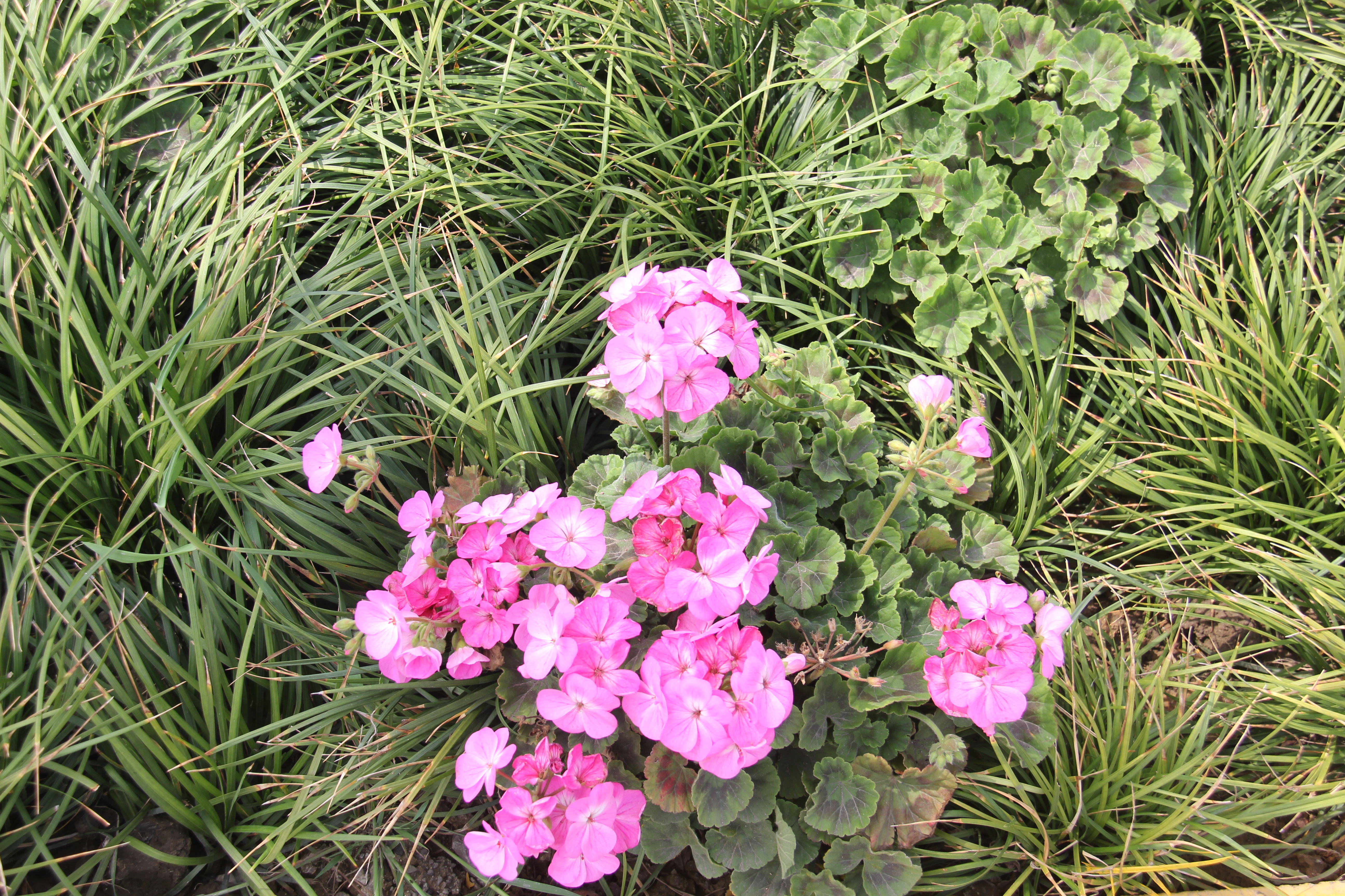 【美麗漢鋼】醉美漢鋼四月天 【美麗漢鋼】醉美漢鋼四月天